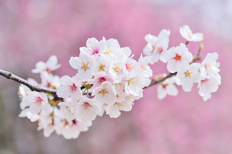 cherry blossoms | Oklahoma City OK | CJ Dental Studio