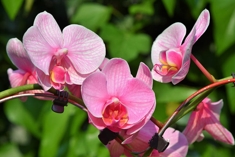 pink orchids | Oklahoma City OK | CJ Dental Studio